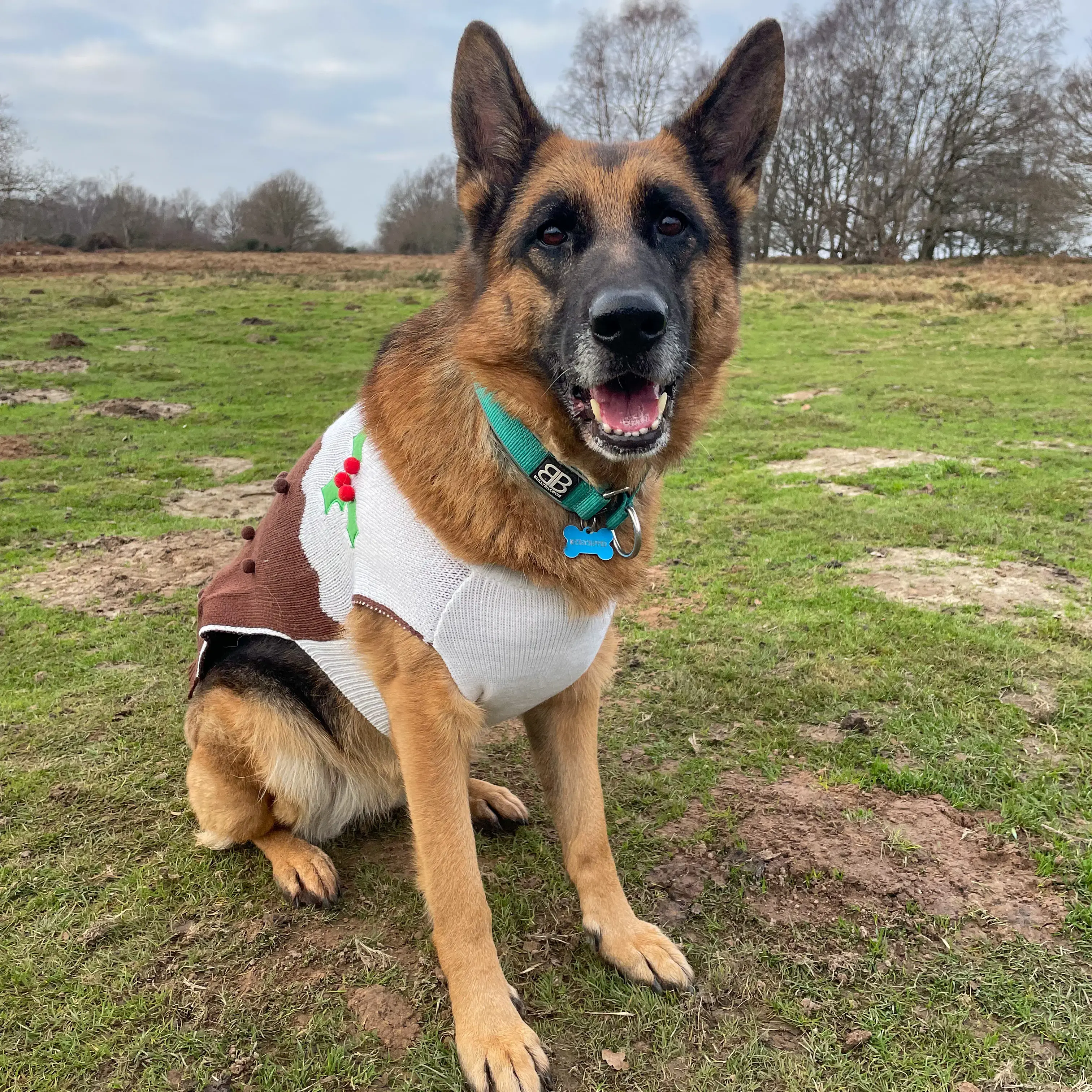 German Shepherd Dog