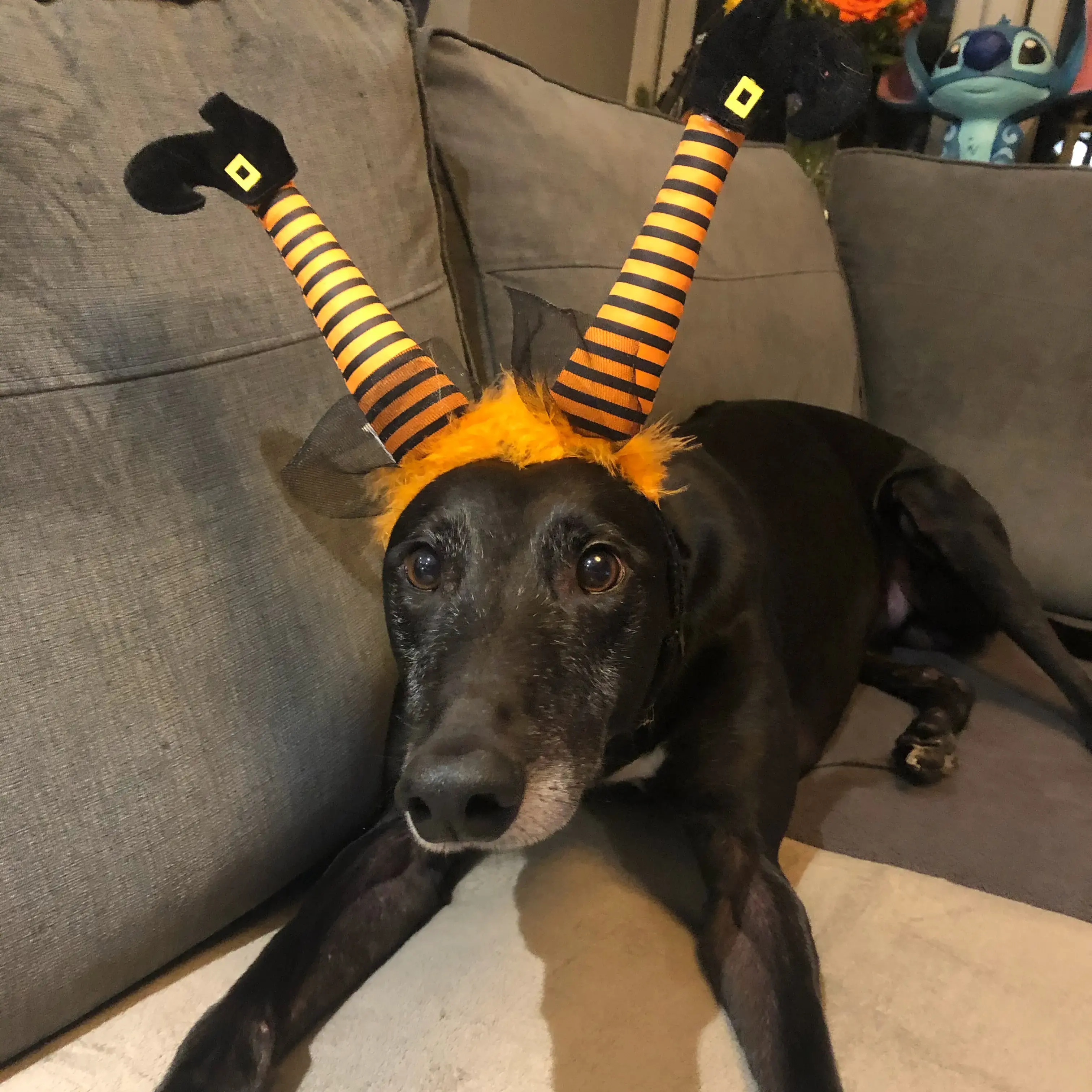 Greyhound