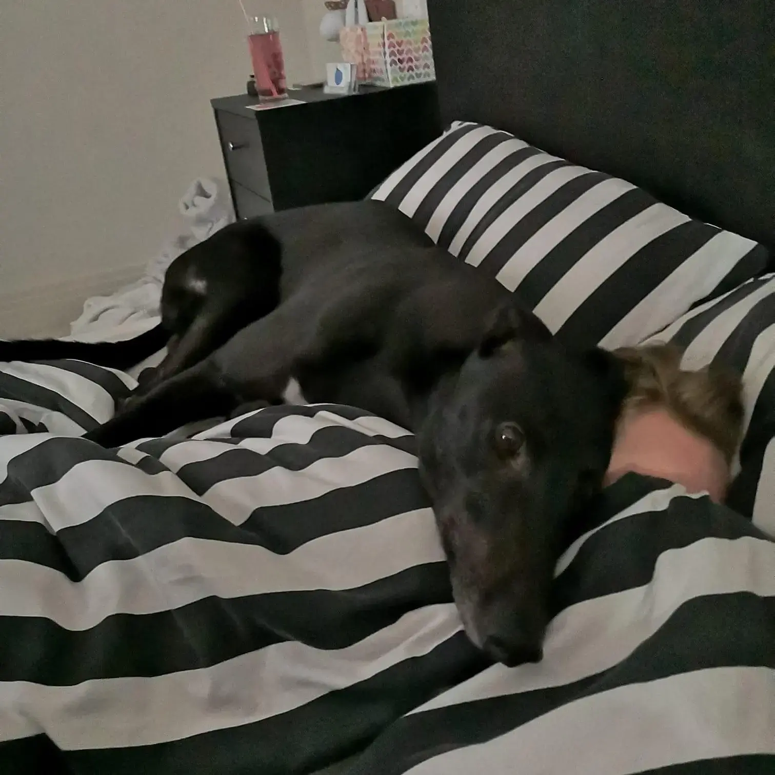 Greyhound