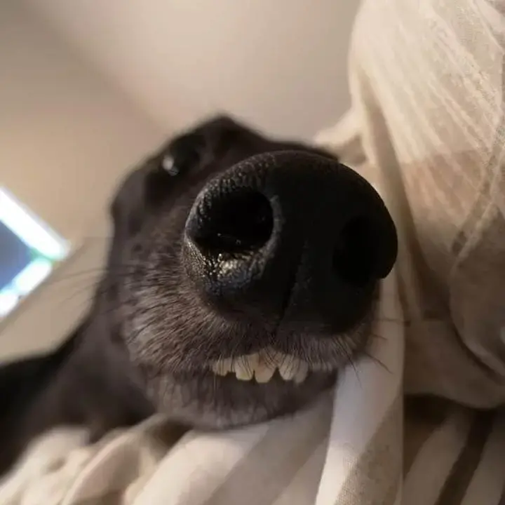 Greyhound