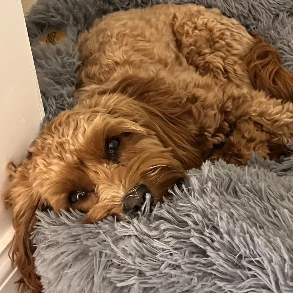 King Charles Spaniel
