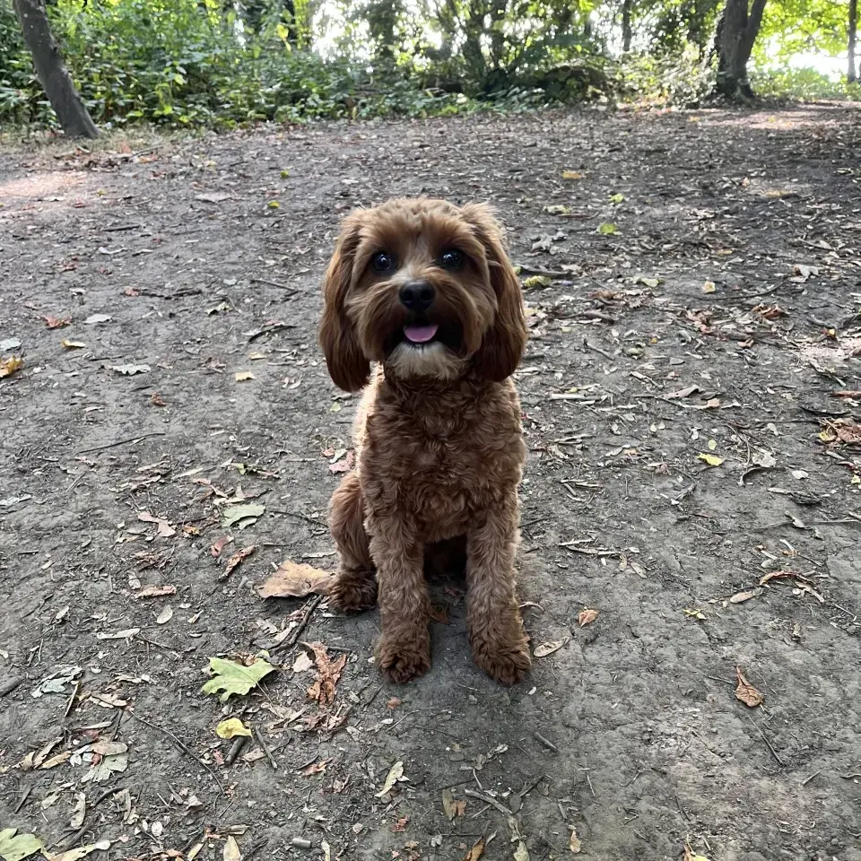 King Charles Spaniel