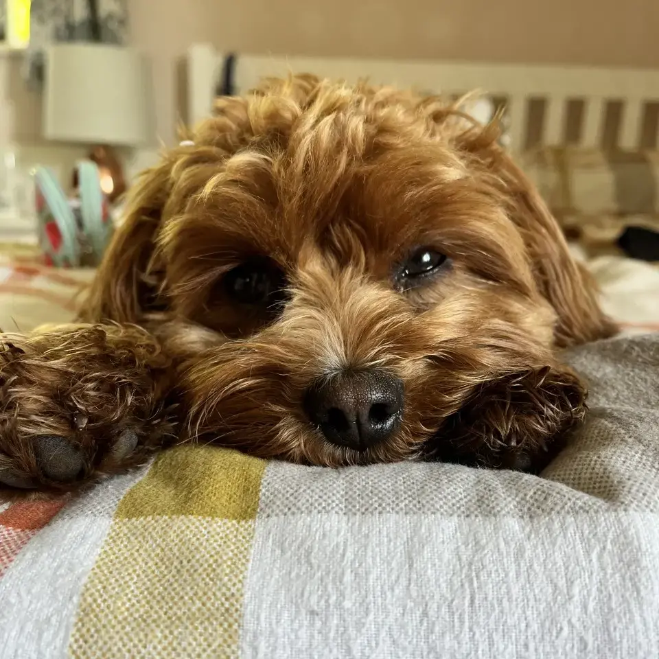 King Charles Spaniel