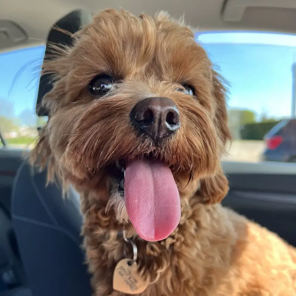 King Charles Spaniel