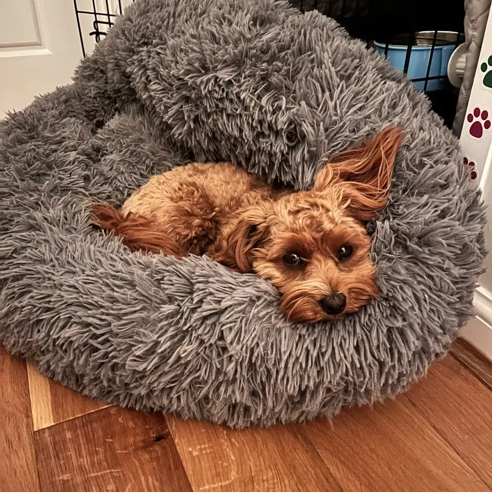 King Charles Spaniel