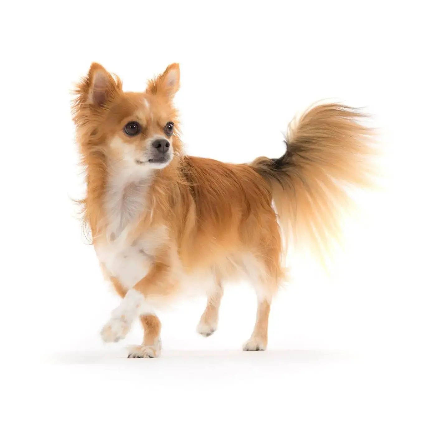 Chihuahua (Long Coat)