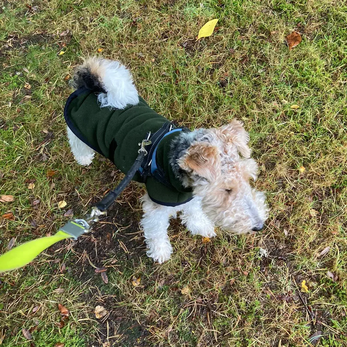 Fox Terrier Wire Coat