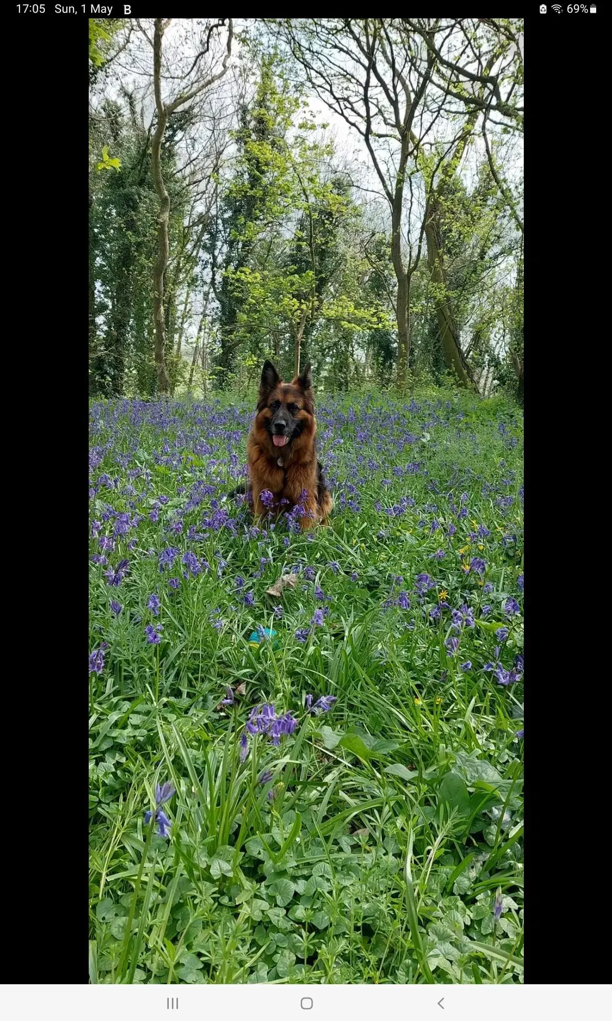 German Shepherd Dog