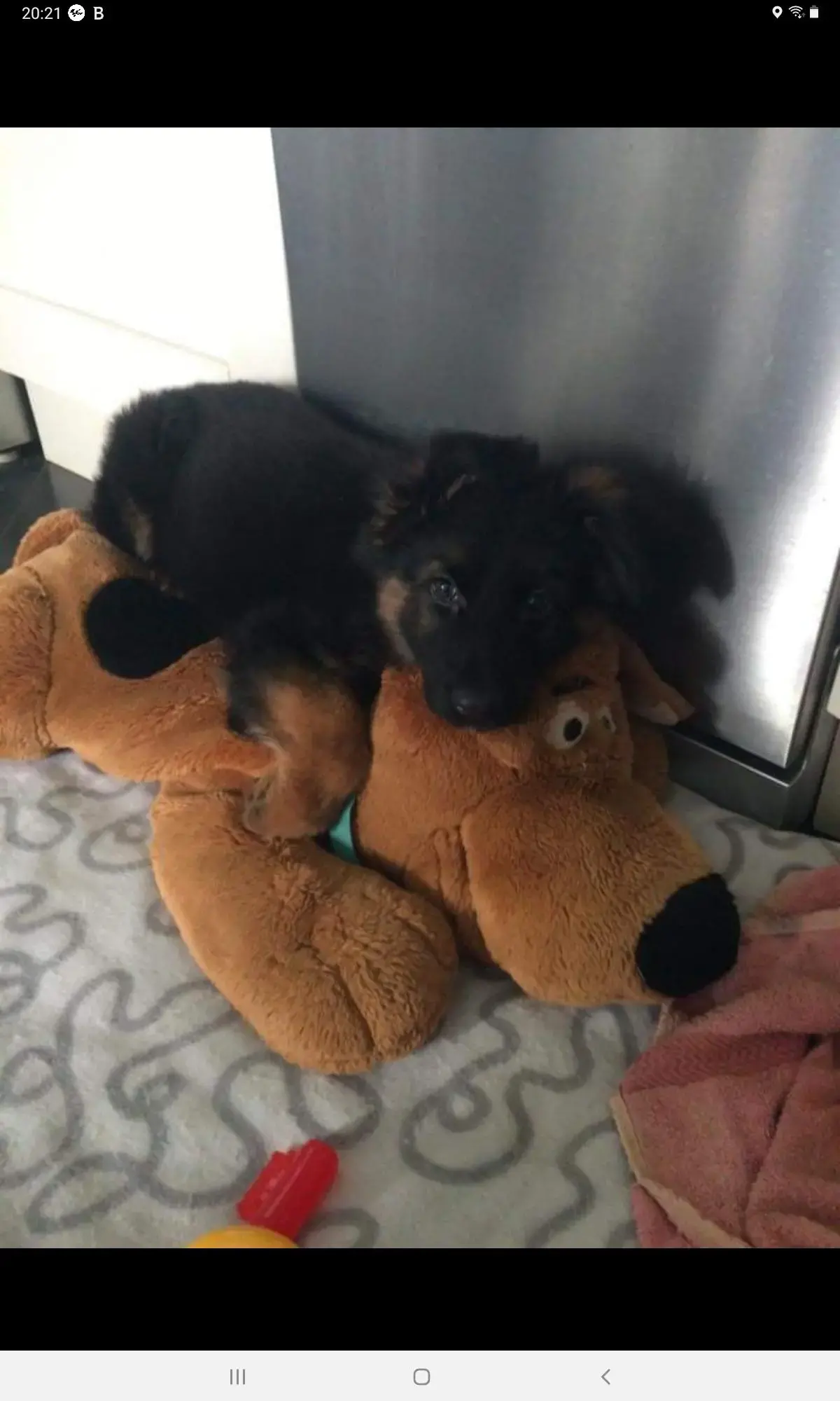 German Shepherd Dog