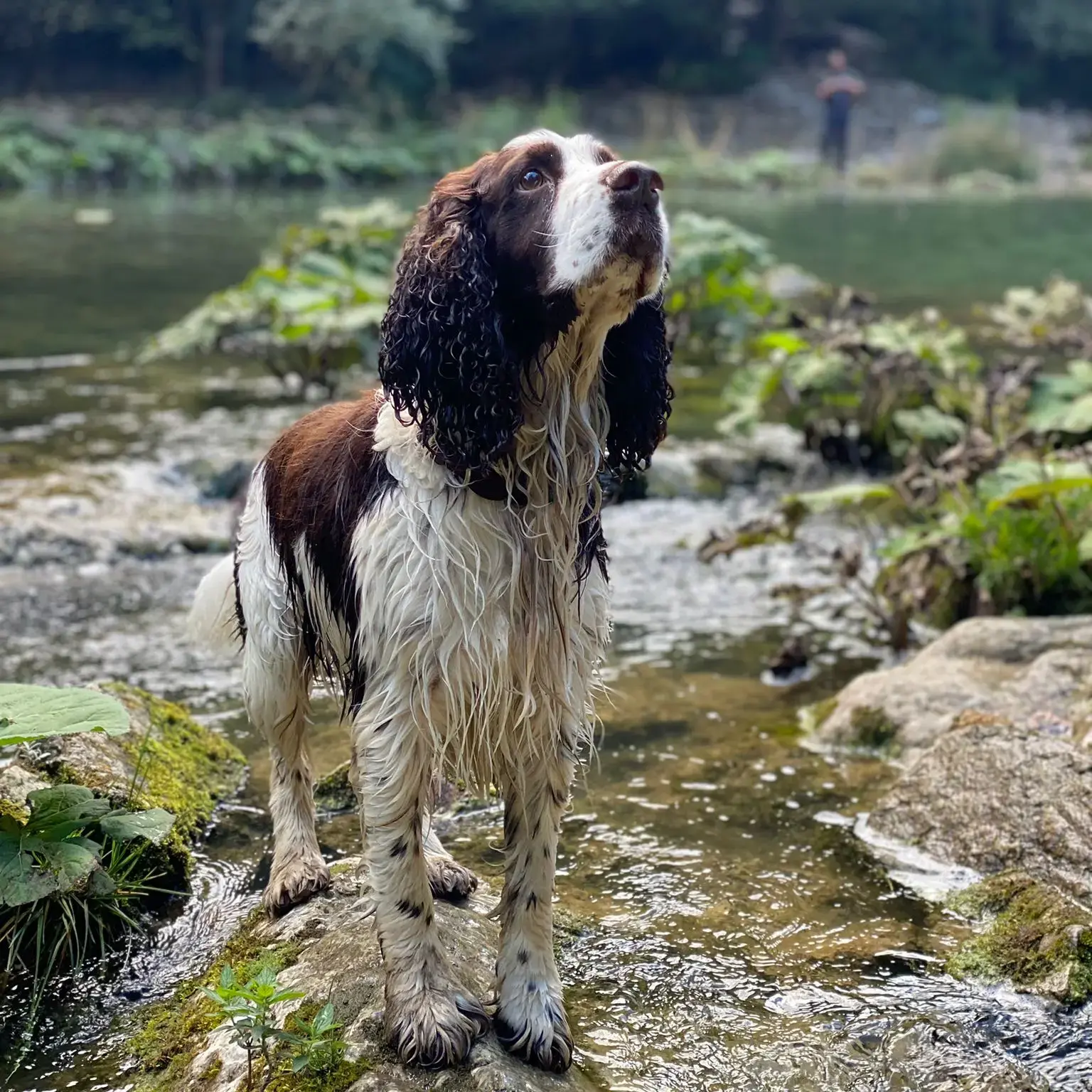 English Springer Spaniel