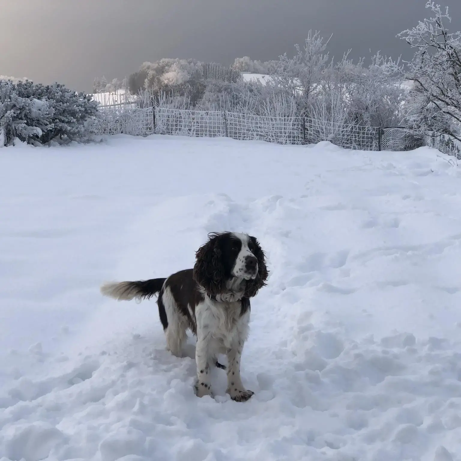 English Springer Spaniel