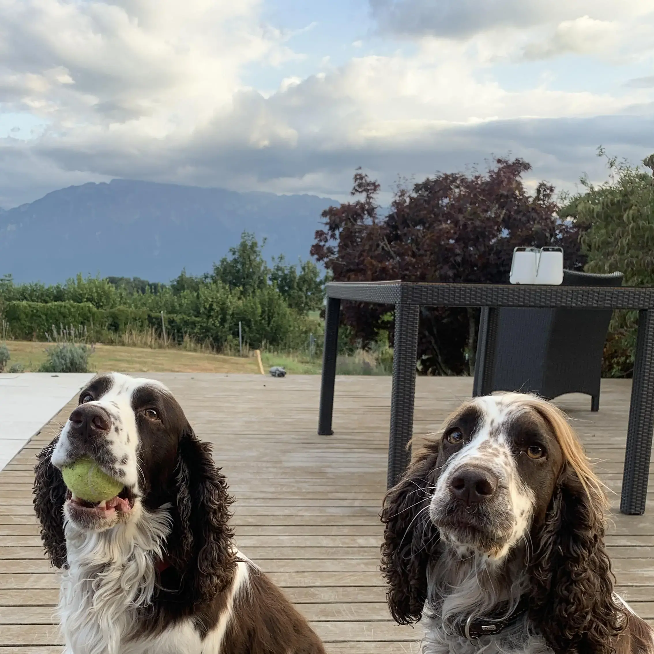 English Springer Spaniel