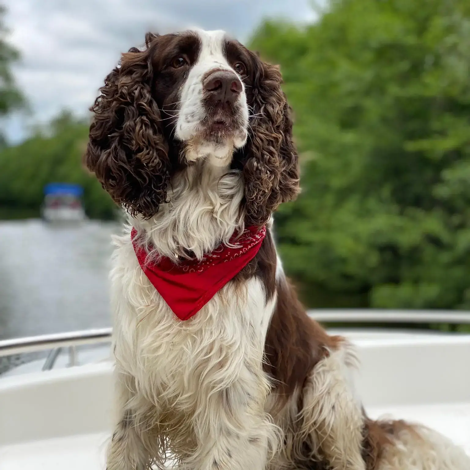 English Springer Spaniel
