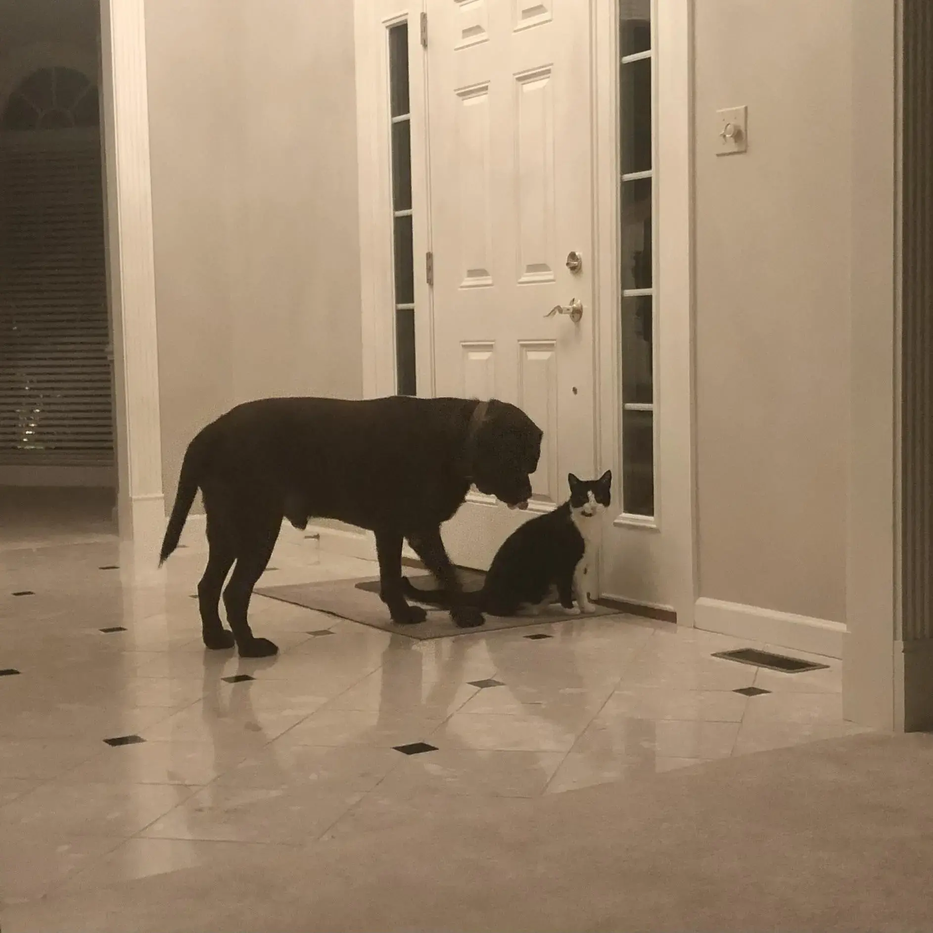 Labrador Retriever