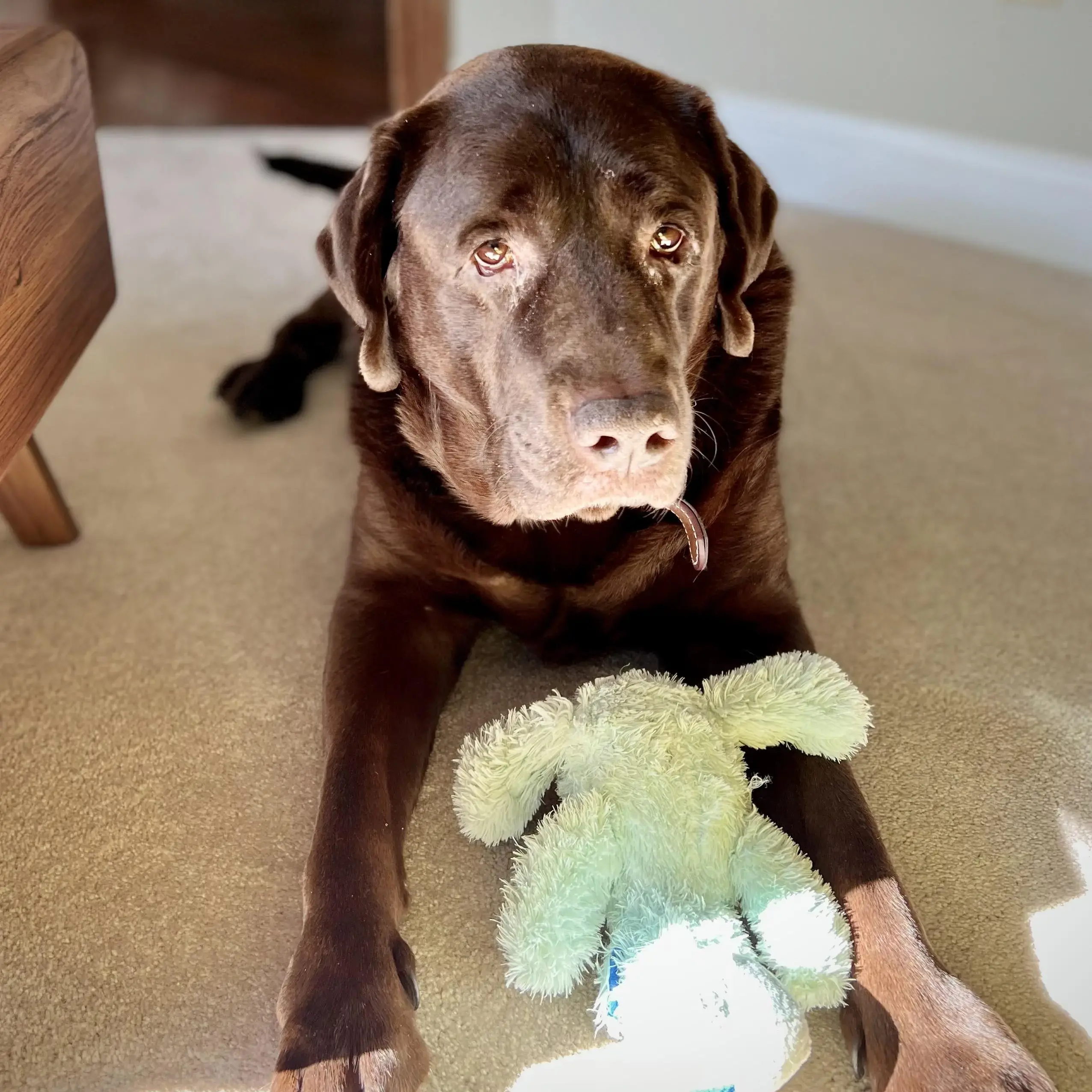 Labrador Retriever