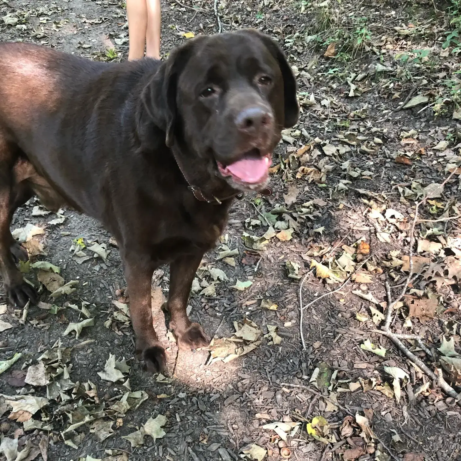 Labrador Retriever