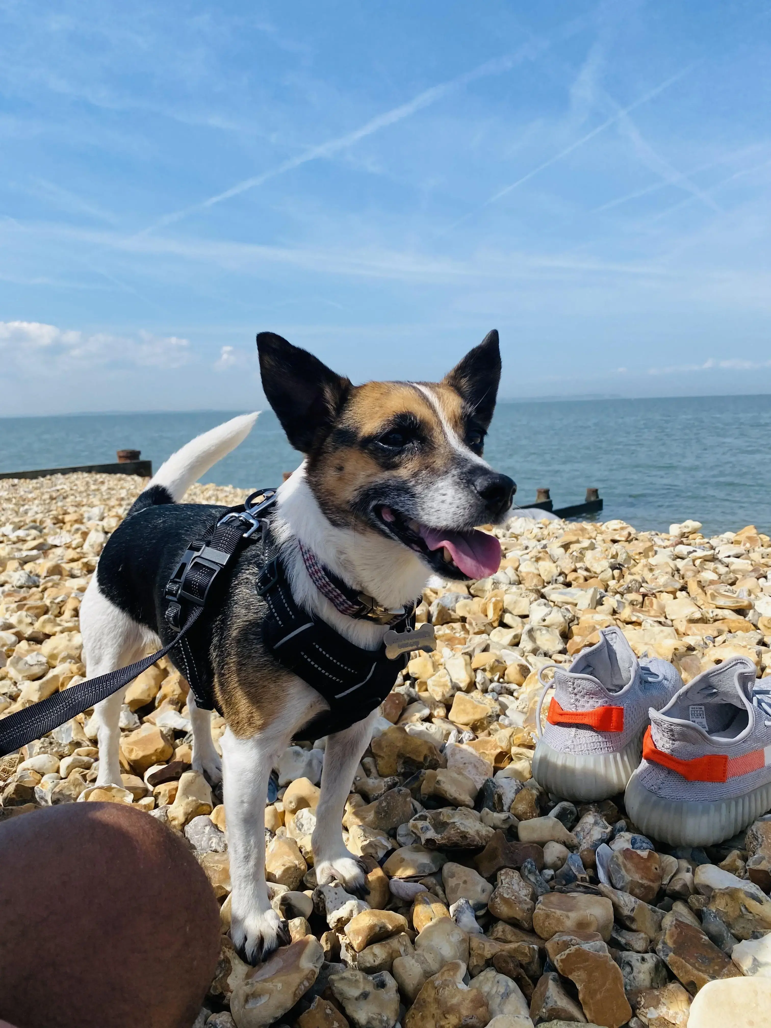 Parson Russell Terrier
