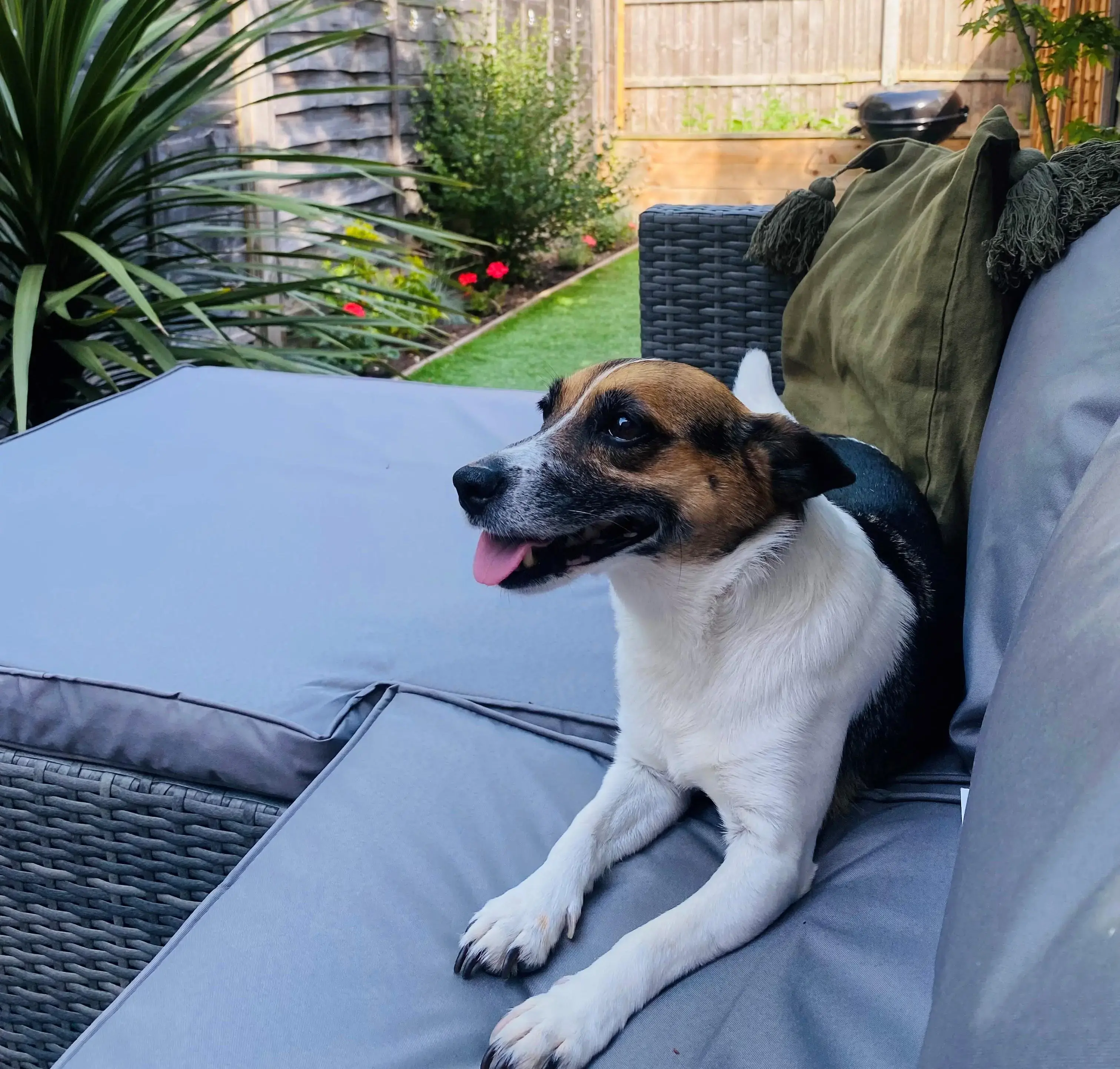 Parson Russell Terrier