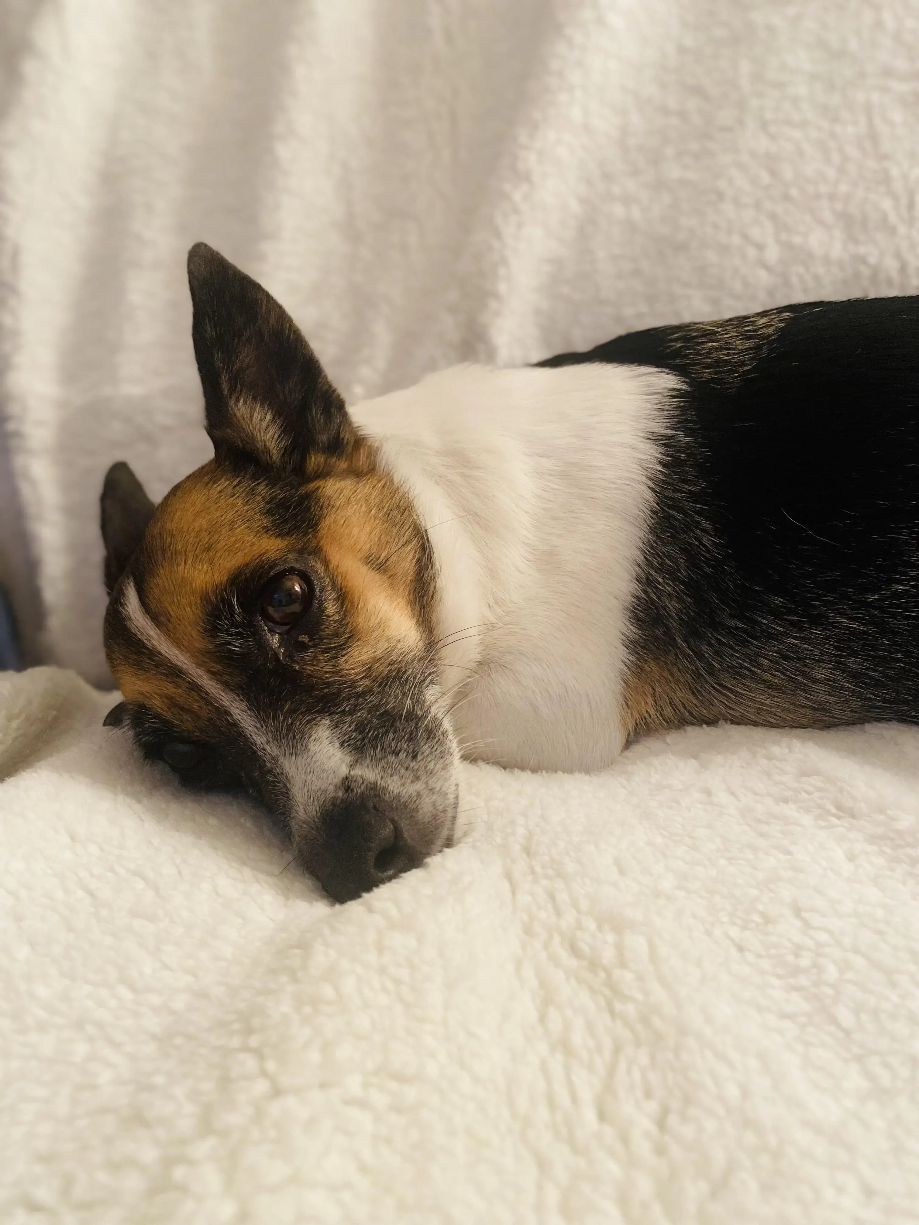 Parson Russell Terrier