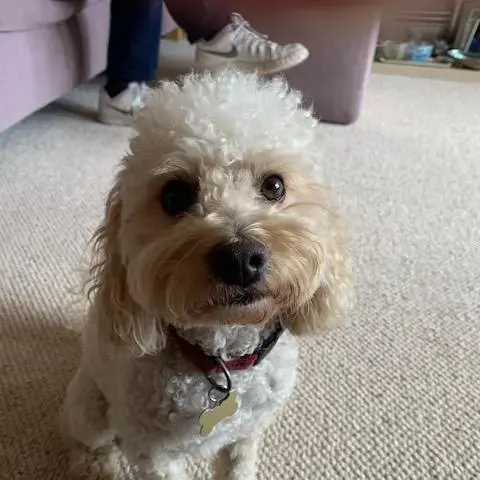 Poodle (Miniature)