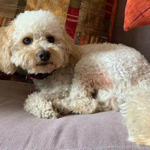 Poodle (Miniature)
