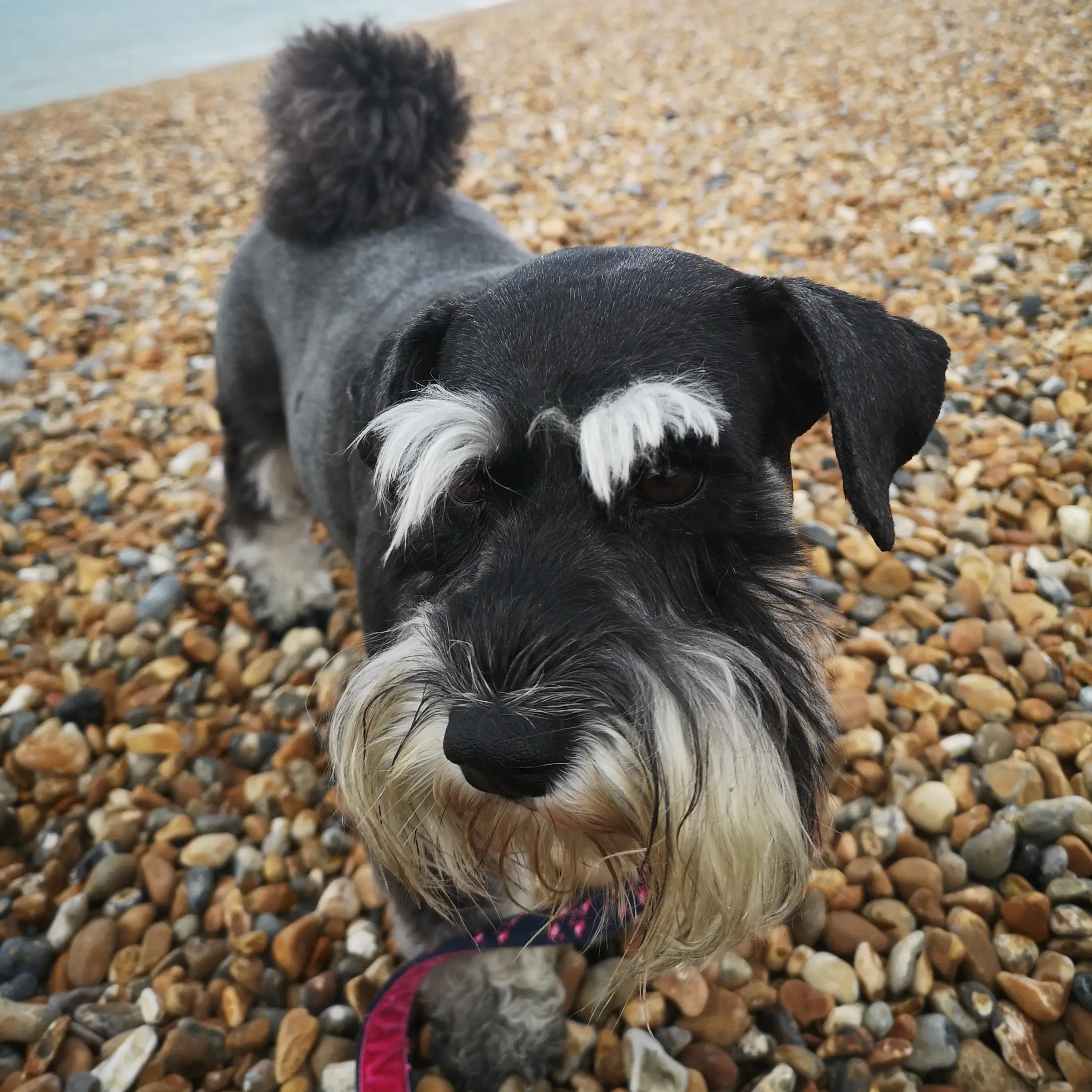 Schnauzer (Miniature)