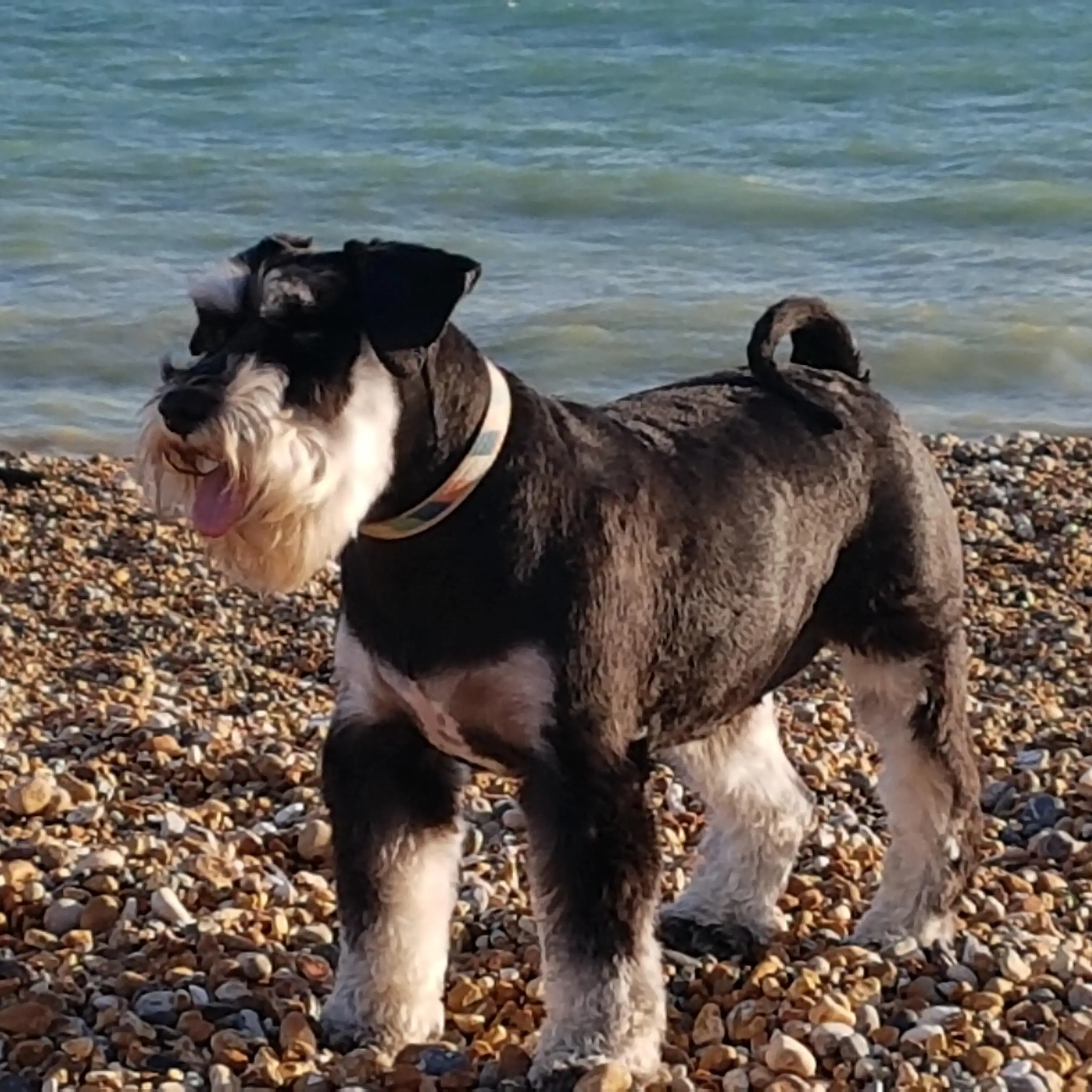Schnauzer (Miniature)