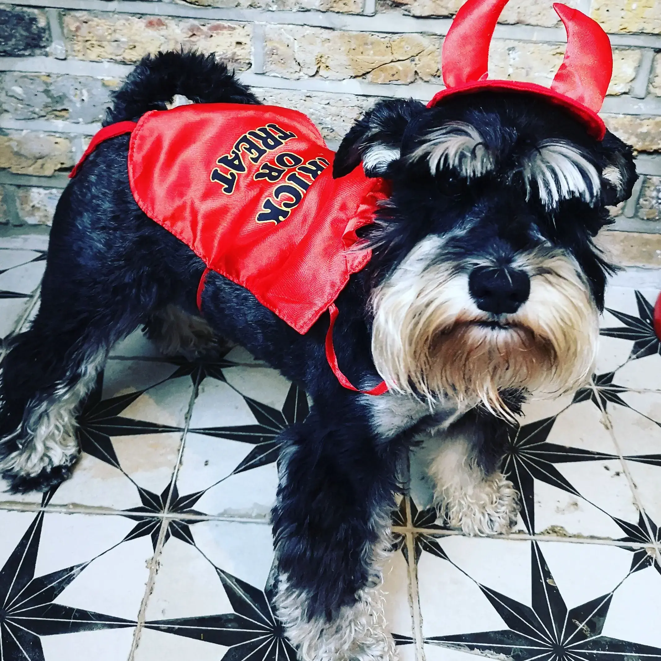 Schnauzer (Miniature)