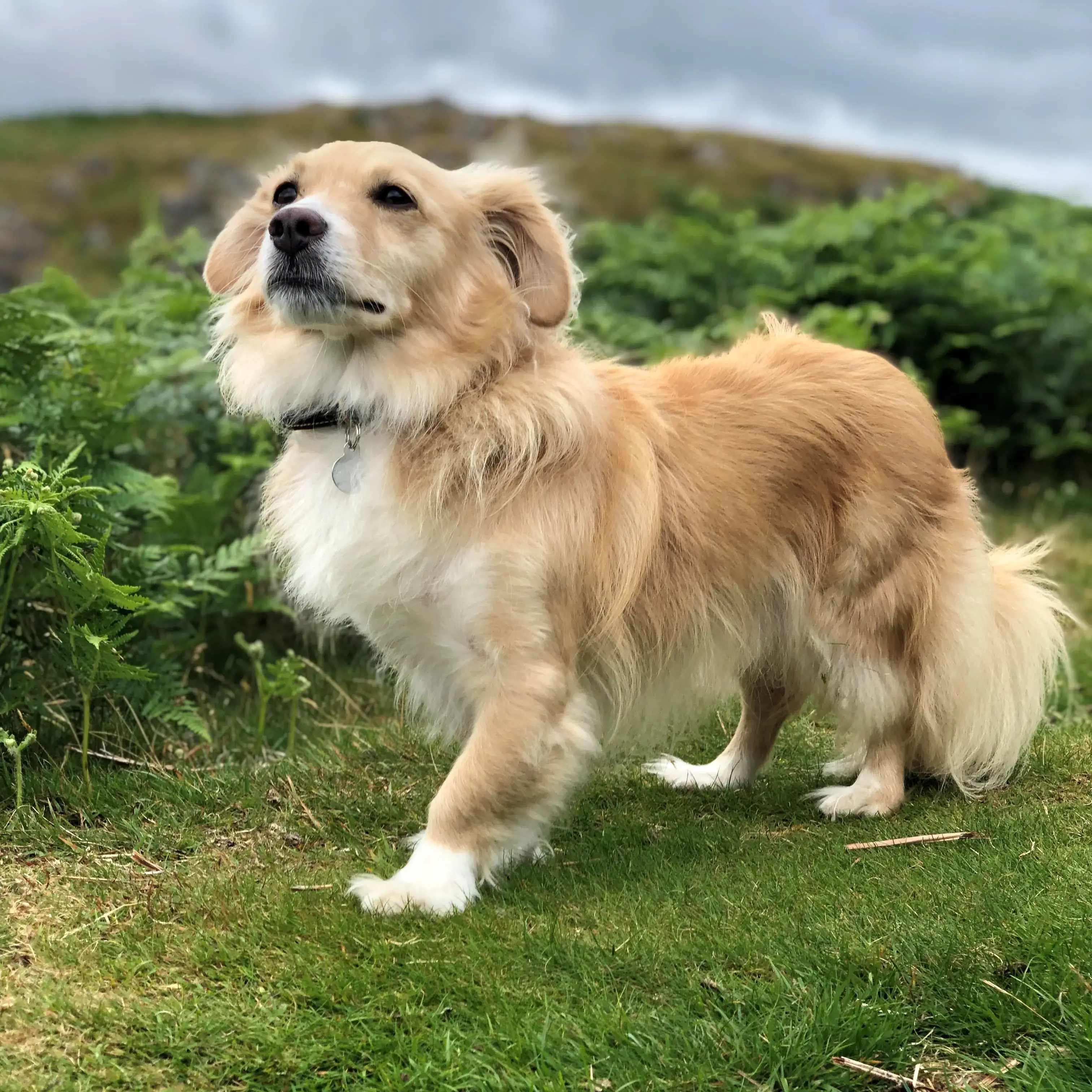 Welsh Corgi (Cardigan)