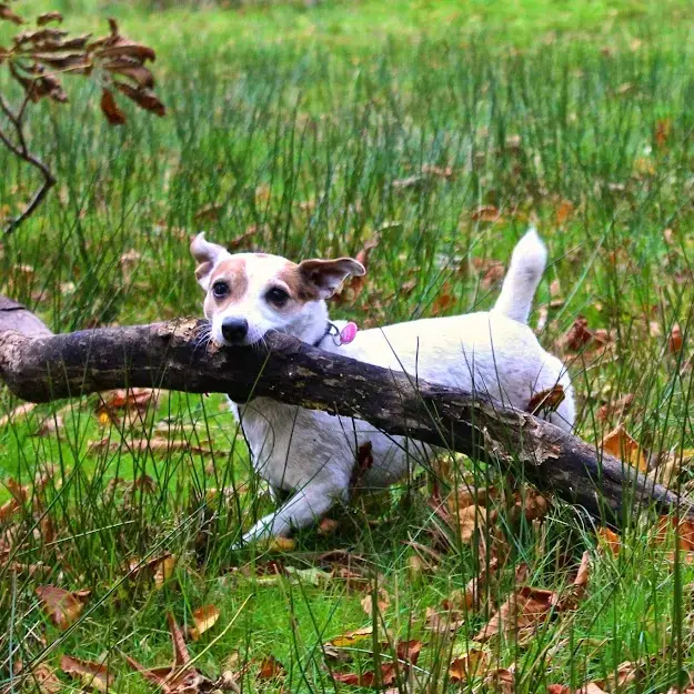 Parson Russell Terrier