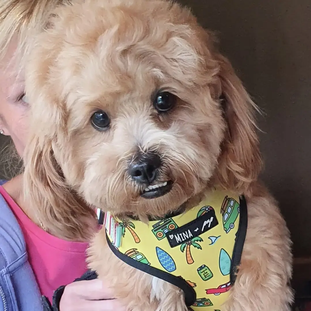 Poodle (Miniature)