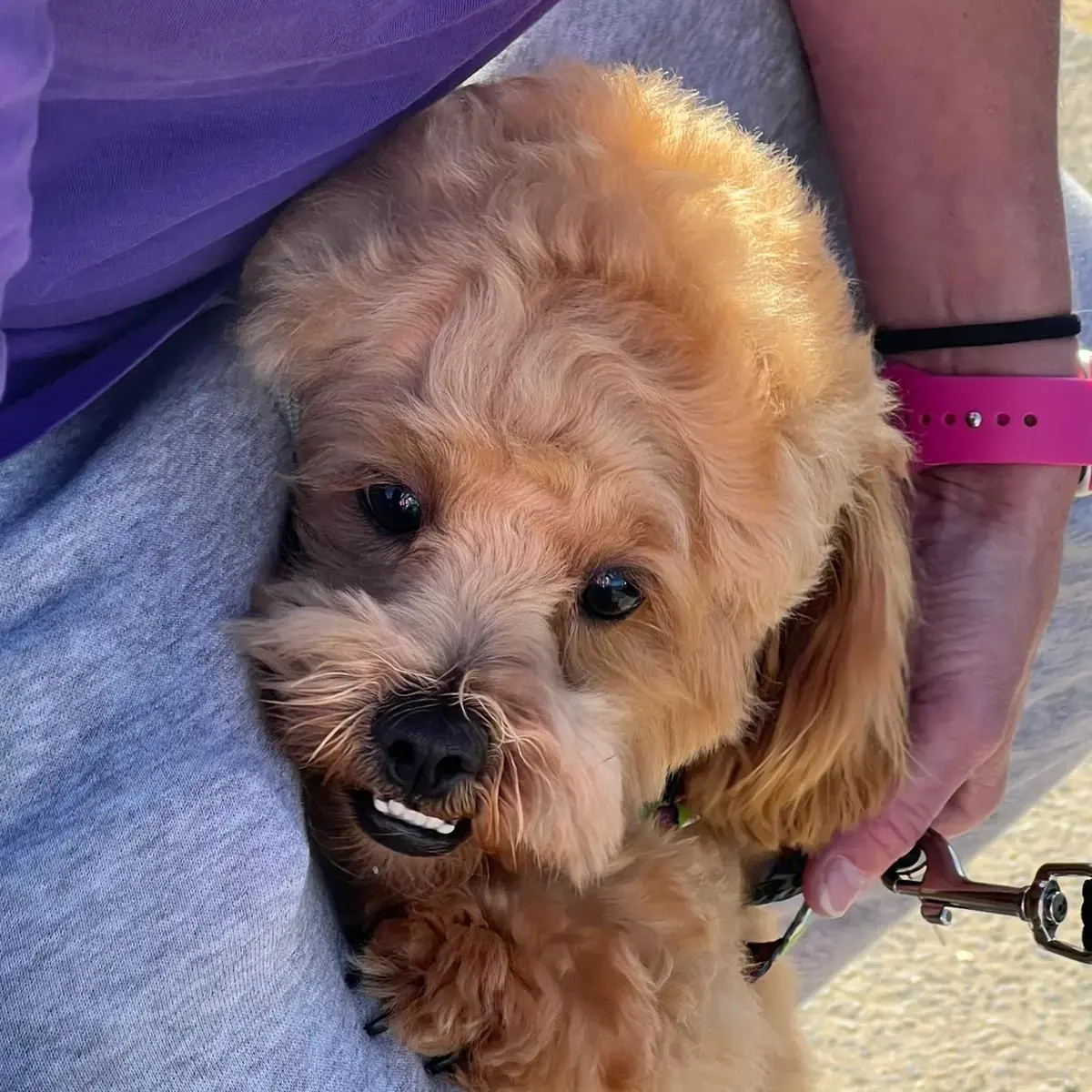 Poodle (Miniature)