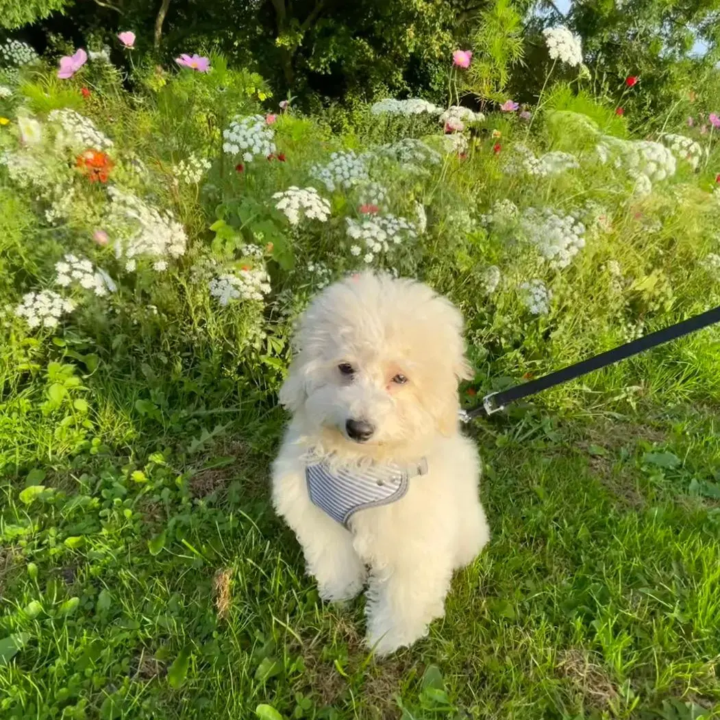 Maltipoo