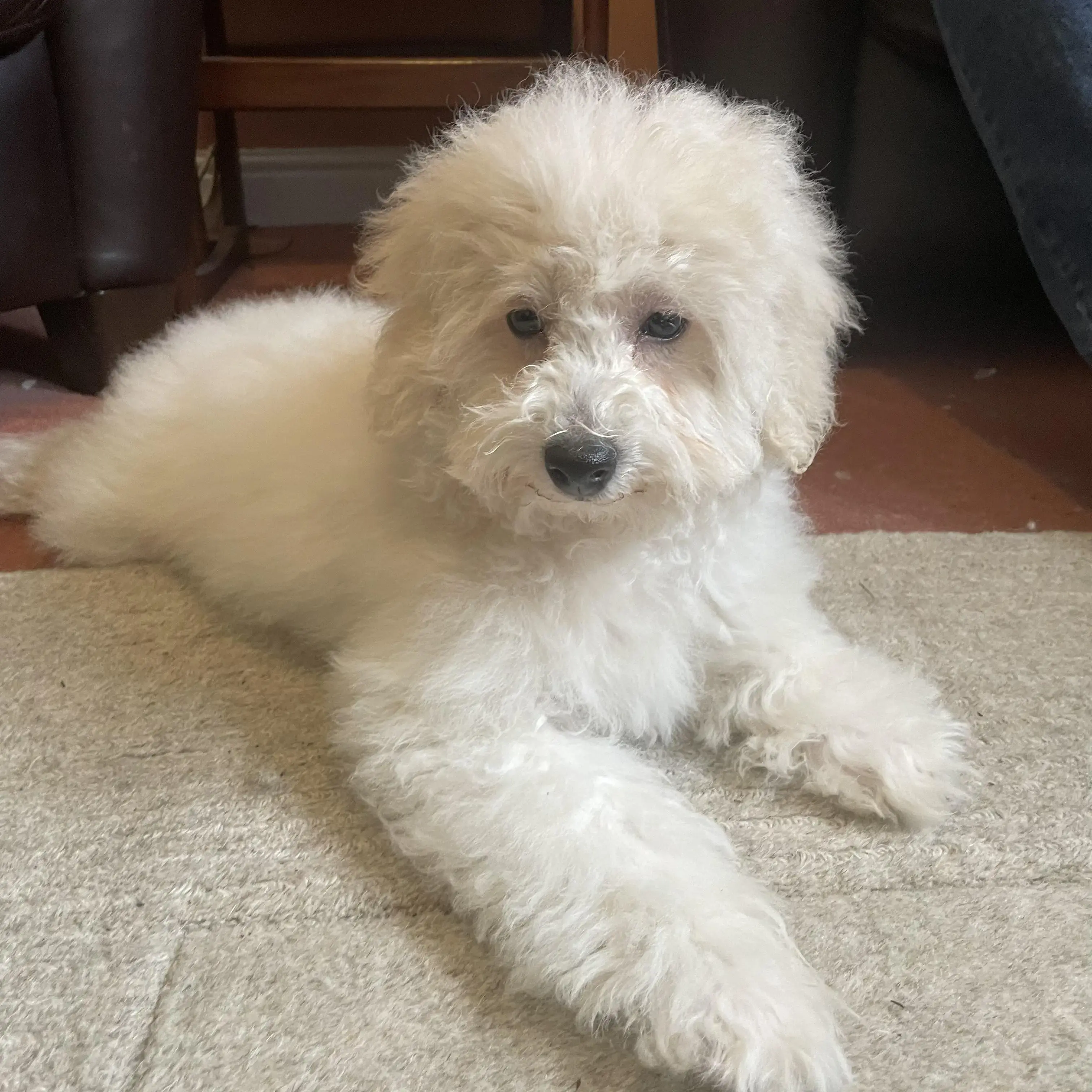 Maltipoo