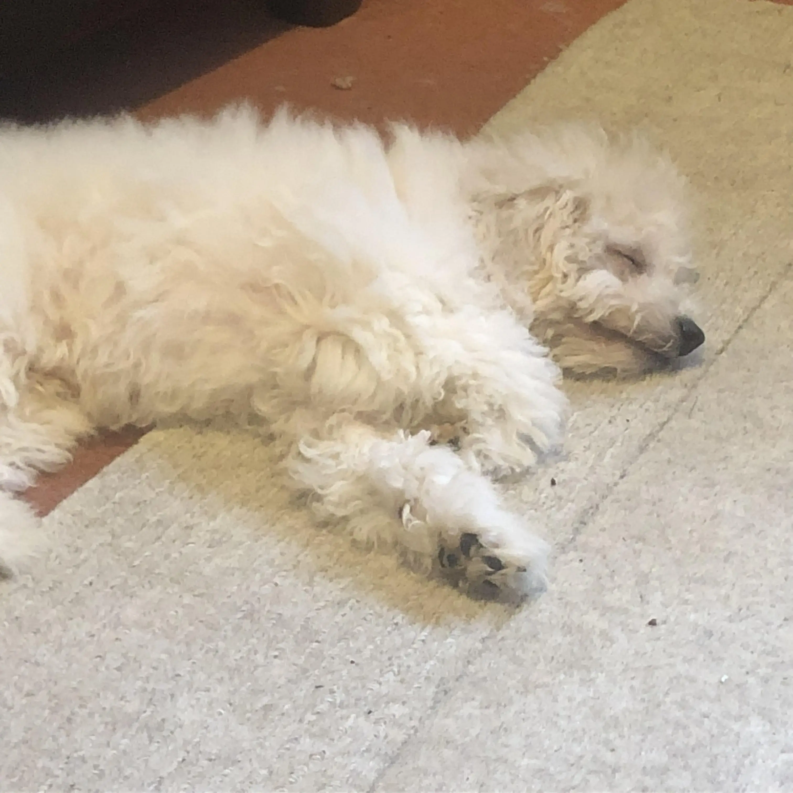 Maltipoo