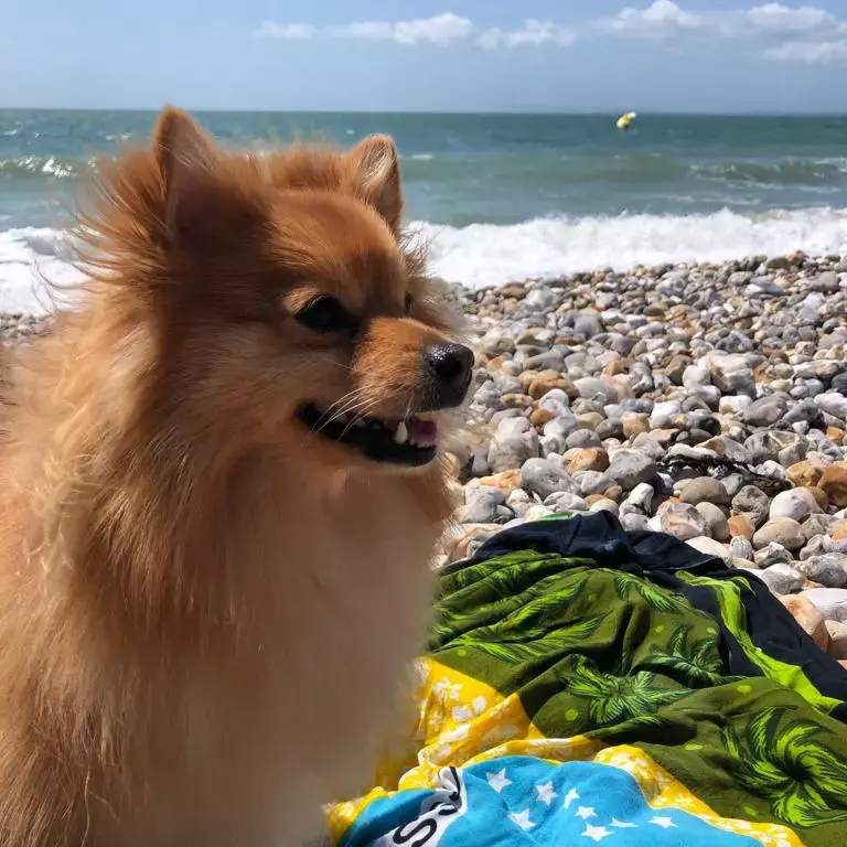 German Spitz Klein