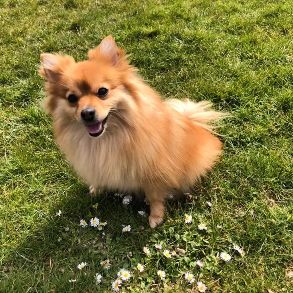 German Spitz Klein