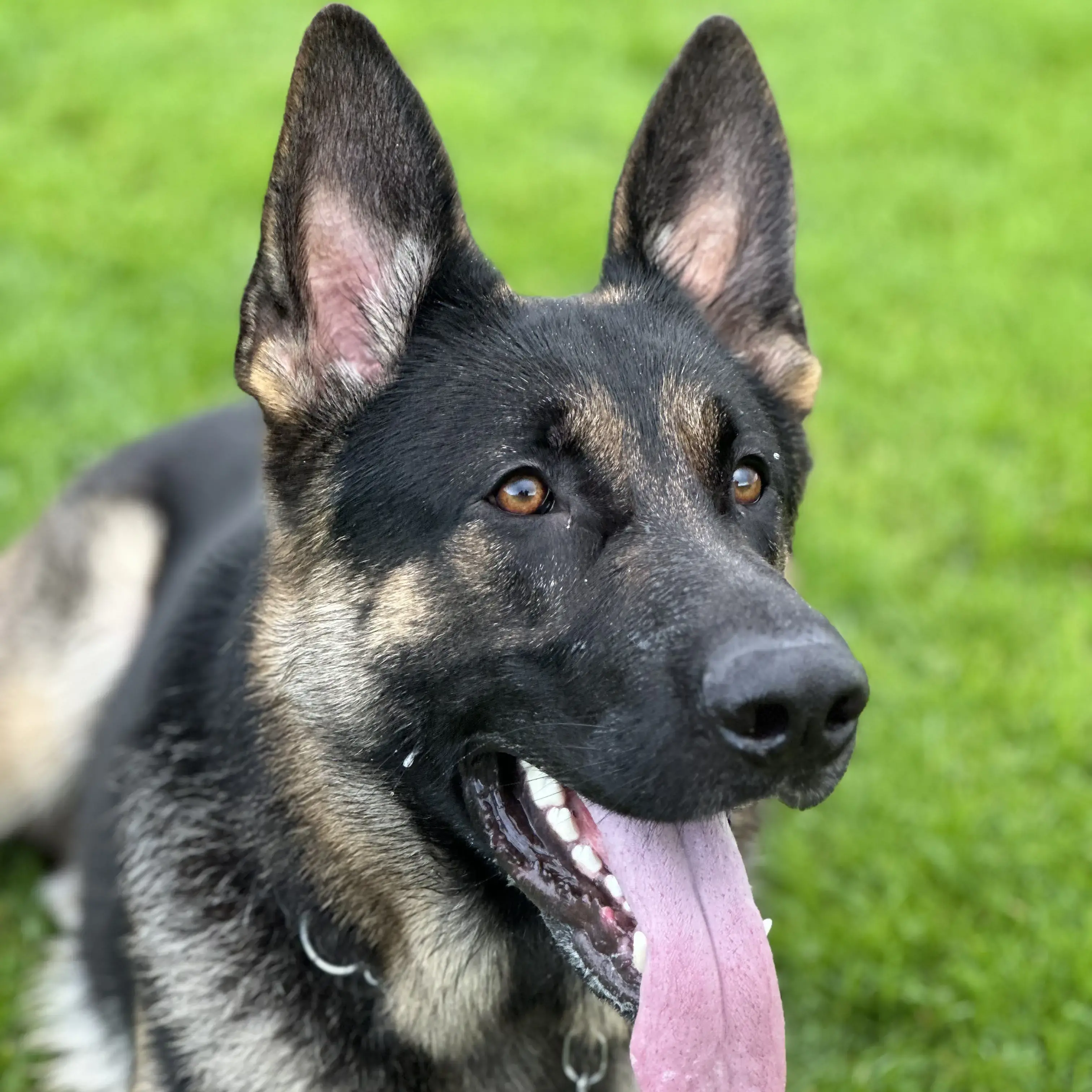 German Shepherd Dog