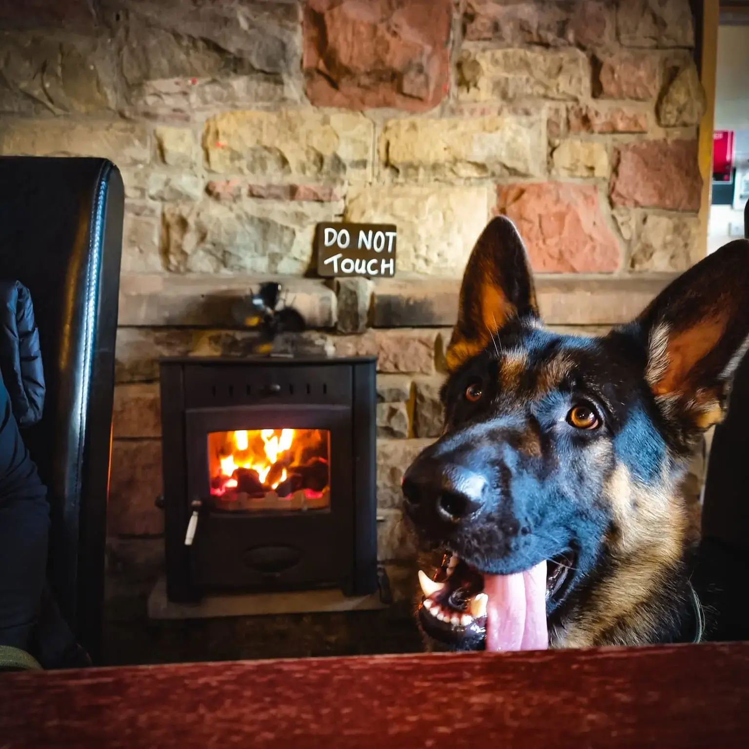 German Shepherd Dog