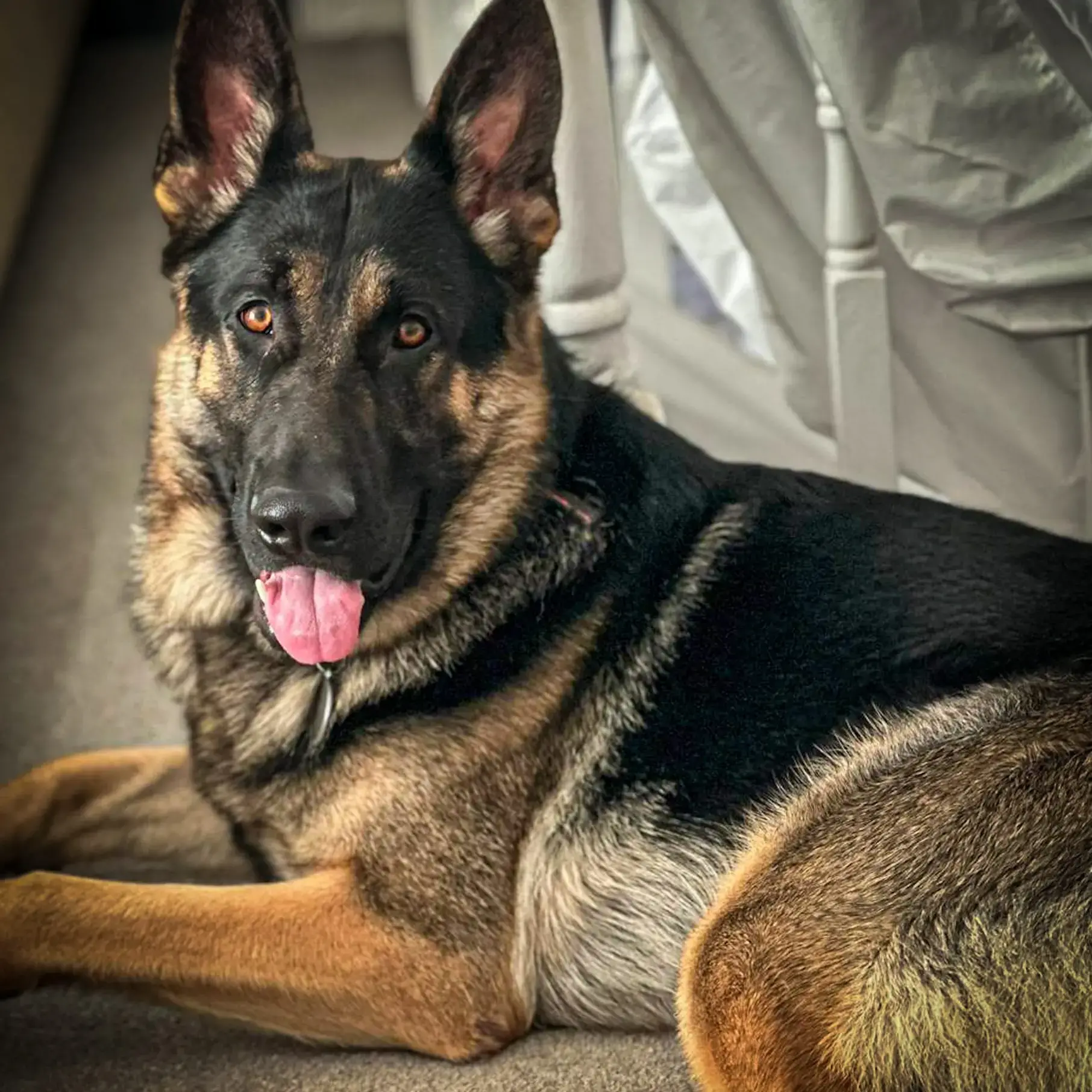 German shepherd purina top