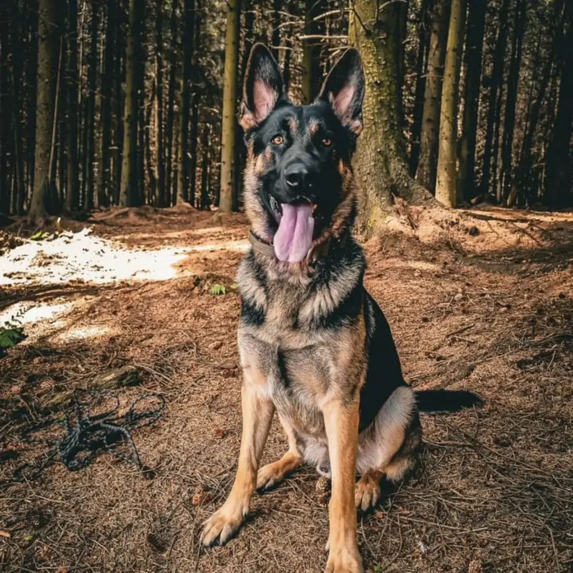 German Shepherd Dog