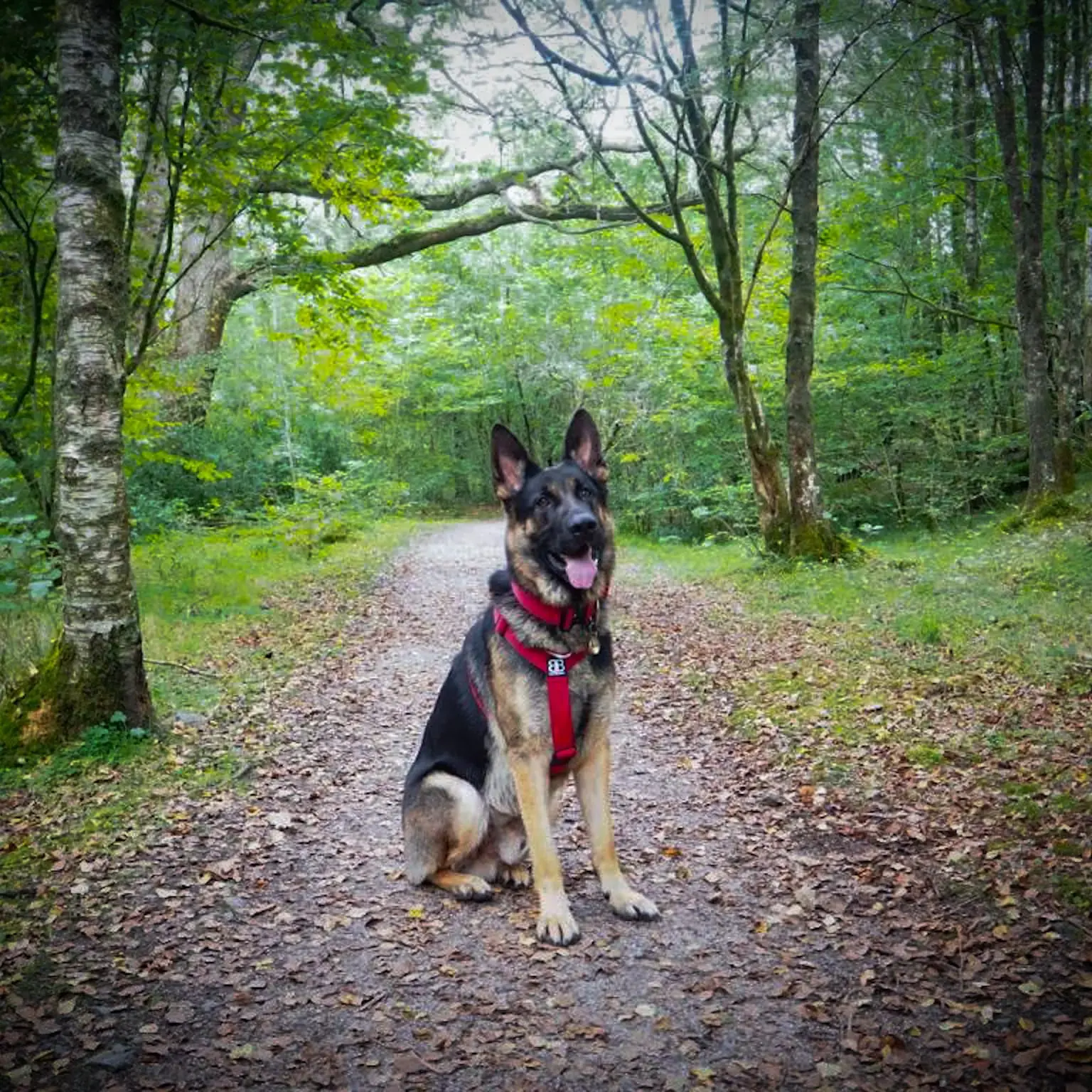 German Shepherd Dog
