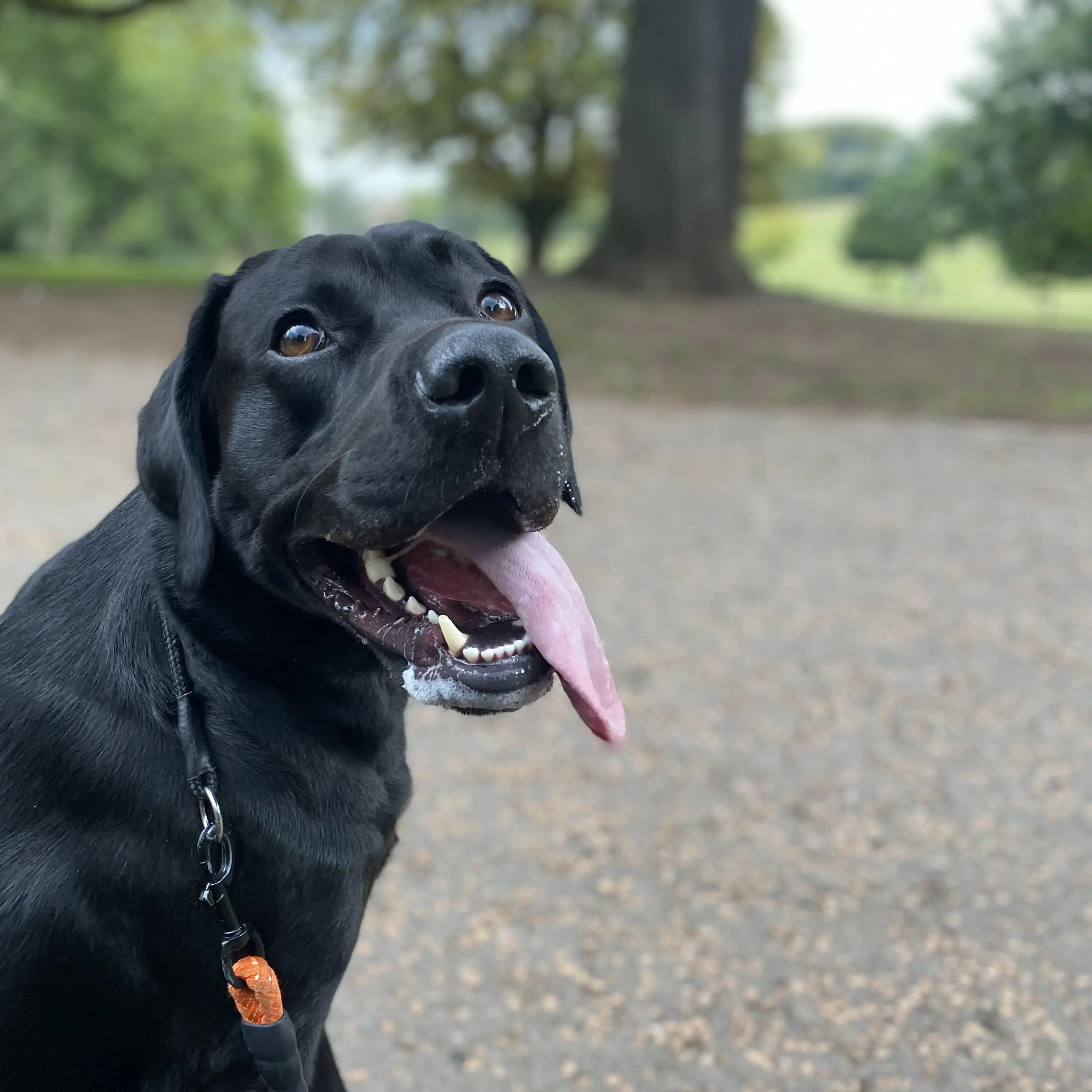 Labrador Retriever