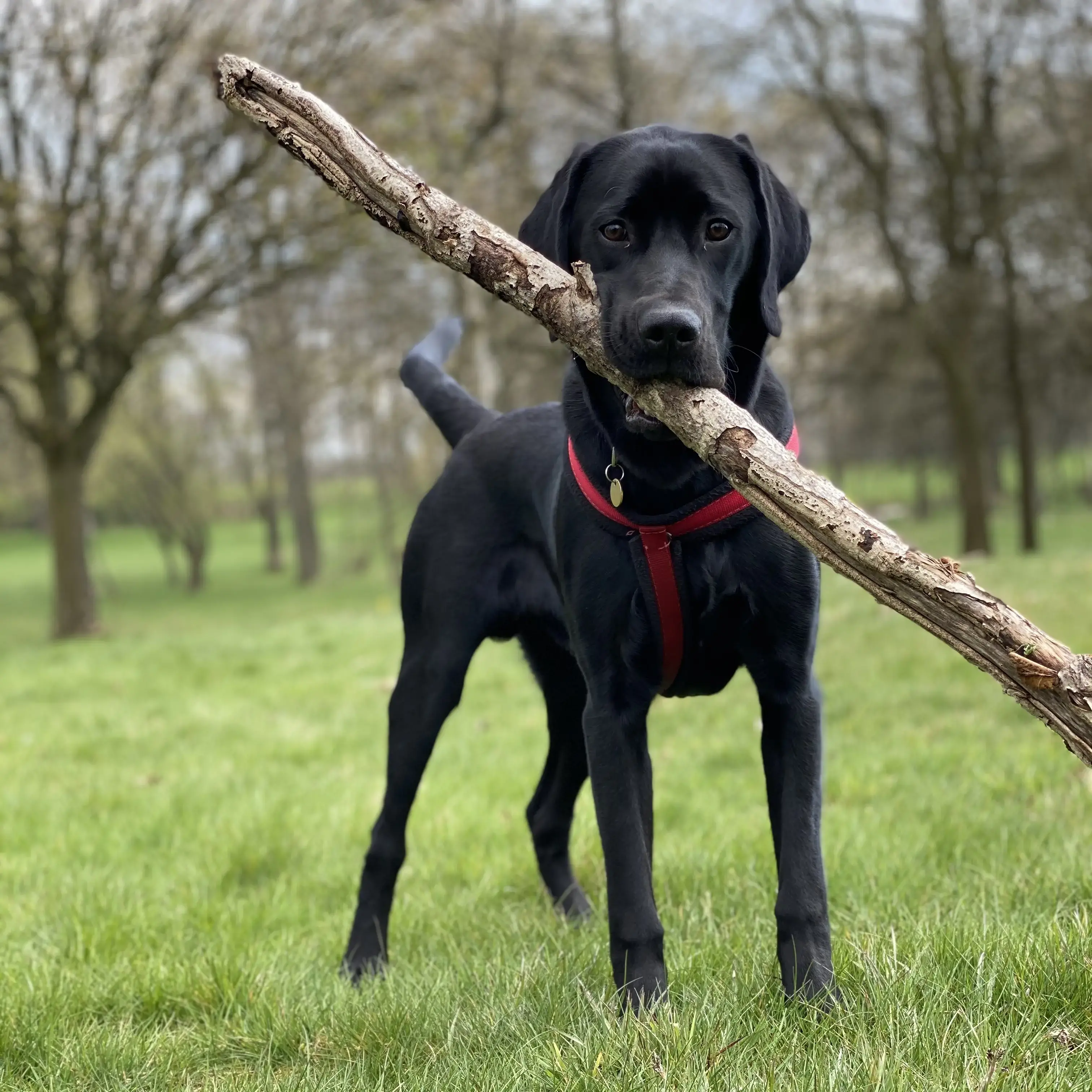 Labrador Retriever
