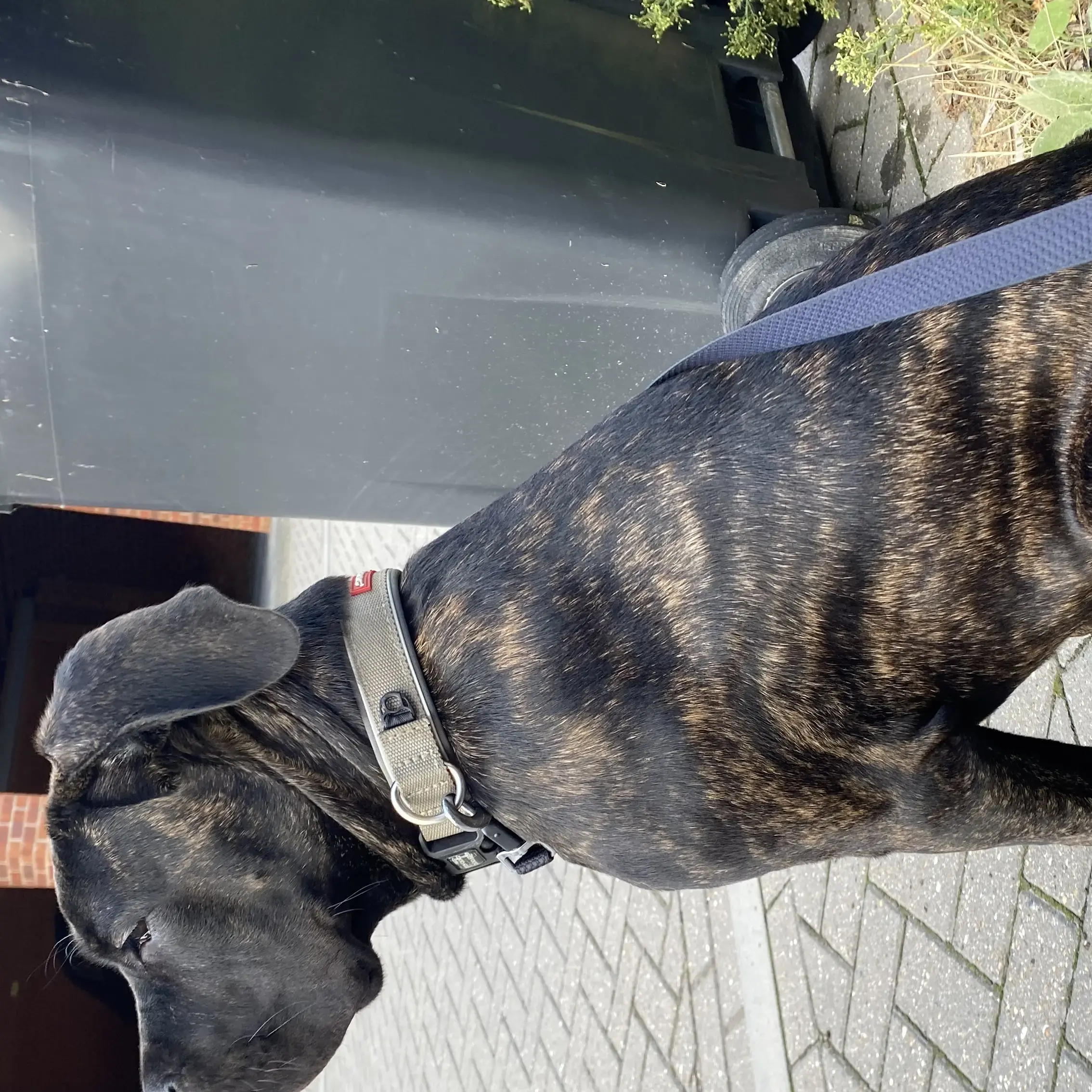 Neapolitan Mastiff
