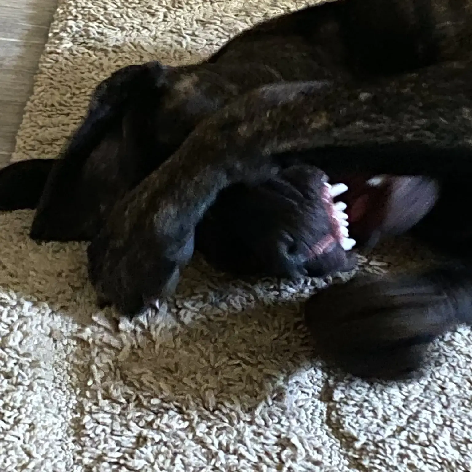Neapolitan Mastiff