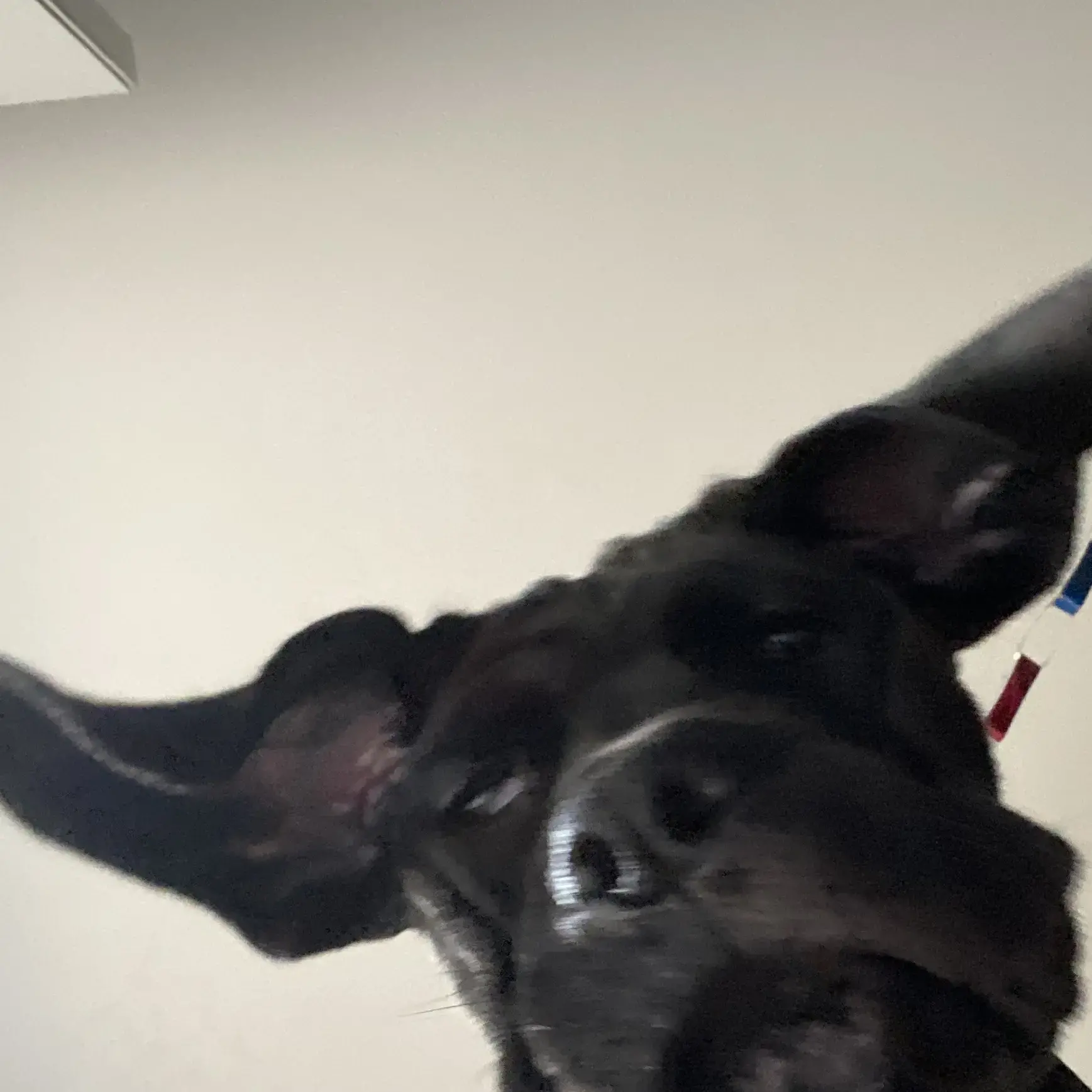 Neapolitan Mastiff