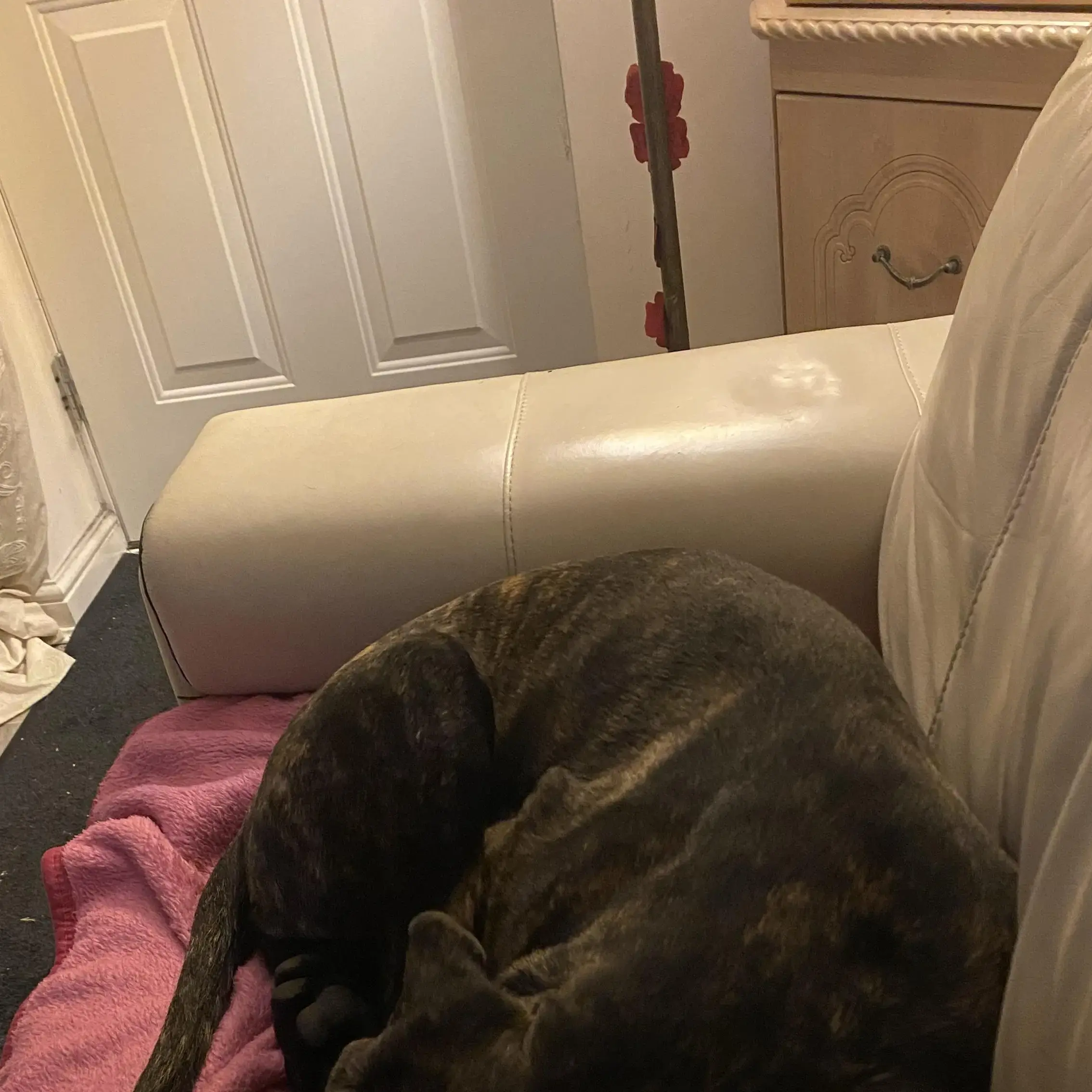 Neapolitan Mastiff