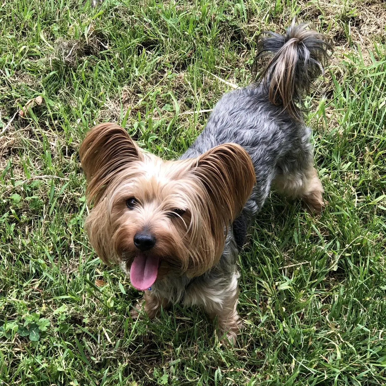 Yorkshire Terrier