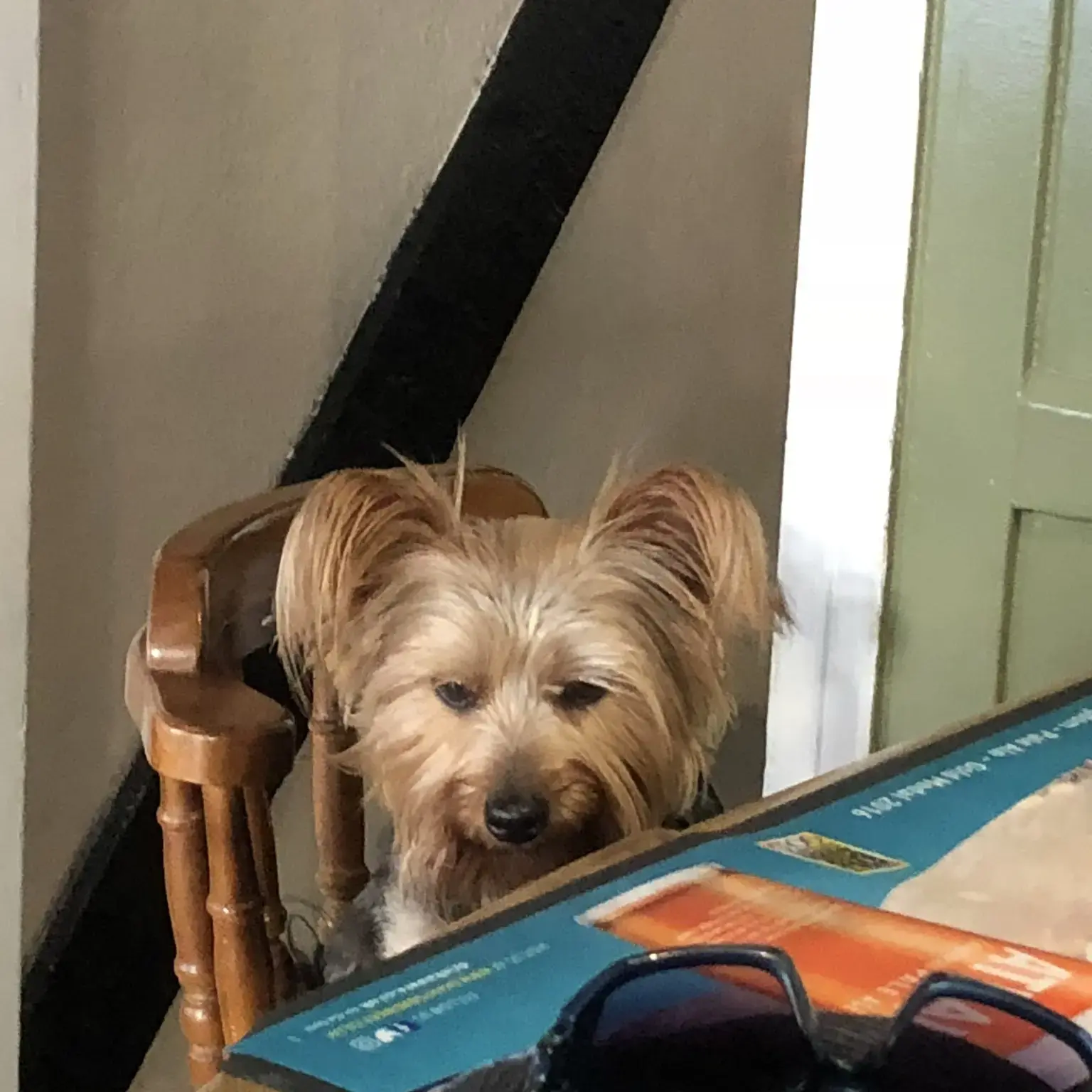 Yorkshire Terrier